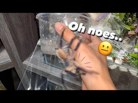 Tarantula TOO EXCITED to Meet his Girl ..