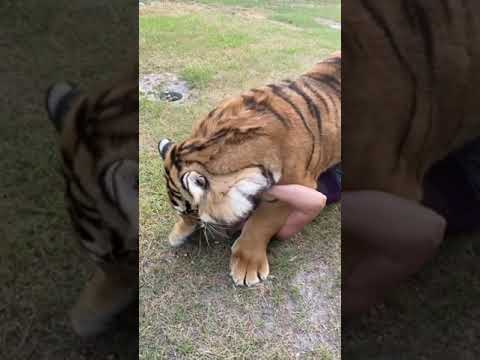 TIGER LOVE!