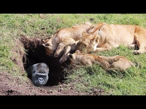Gorilla vs Lion! The Result Is Unpredictable | Grizzly Bear vs Wolves: The Silent War of Predators!