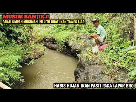 MUSIM BANJIR YANG DI NANTI PEMANCING || MANCING TAWES SEHABIS PAKAI UMPAN LARON