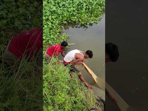fishing by net