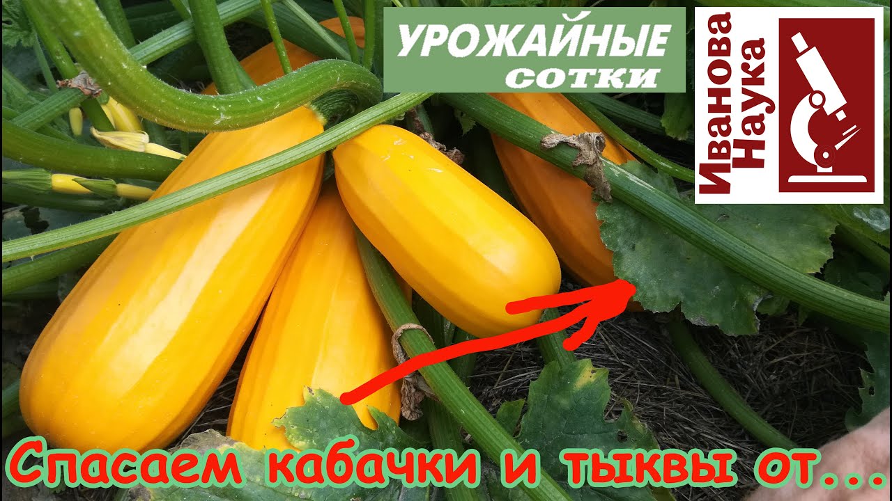 Сделайте это, а иначе кабачки погибнут раньше времени, а тыква не будет сладкой!