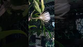 flowering bhrama Kamal 💎💎