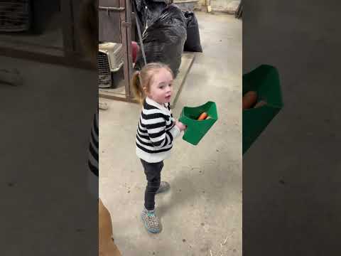 She used her new scooper for carrots ๐ฅ #horse #equestrian #horsegirl #fyp #farming