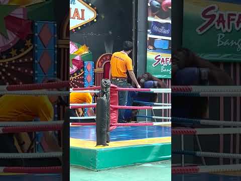 Orangutan Boxing Training in Thailand (Please Read Description)