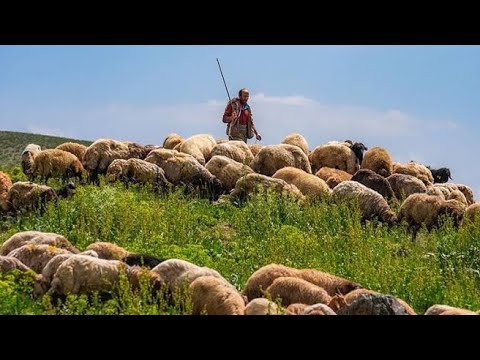 TERK EDİLMİŞ YAYLALARIN SON ÇOBANLARI ~ MUŞ VARTO ~ BELGESEL 4K