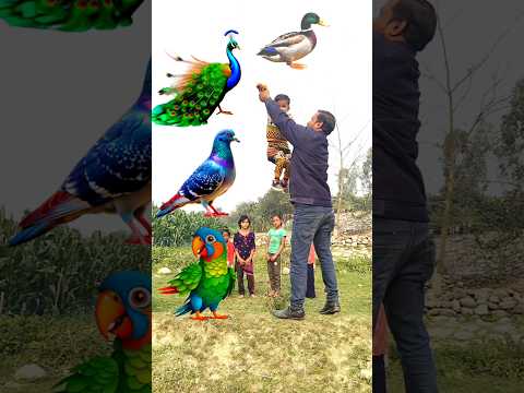 My new Rounding tomatoes to Duck, Peacock, Pigeon & Parrot - Birds names magic video
