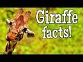 Giraffe Facts and Trivia