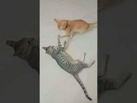 #jagdalu# cat