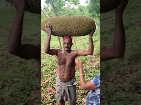 Big Jackfruit 43kg #shorts #viralvideo #trending