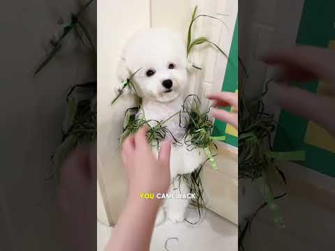 Where is Lucy coming from, looking so dirty🤪mini wood toy-wood working skill /wood/handcraft #shorts