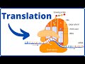 Ribosome Function and Translation Process