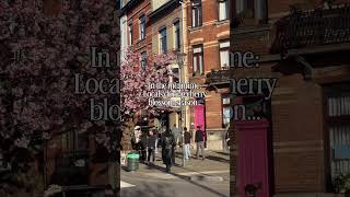 Cherry blossom obsession in Brussels!