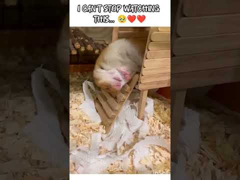 I CAN'T STOP WATCHING THIS... 🥹❤️❤️ @animal_editz27 #trendingshorts #cute #funny #animals #love
