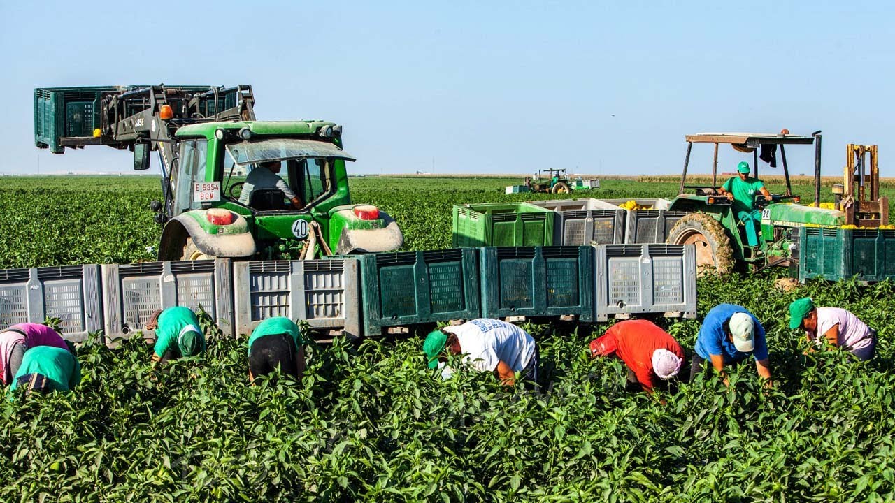 European Farmers Harvest Millions of Tons of Vegetables and Fruits This Way