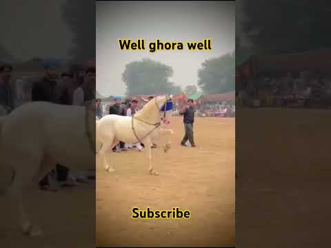 "Ghoda White Rose"🌹 🌹 part 2 Ustad Fakhar Abbas Matila"