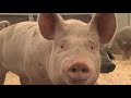 Agri-Tourism and Challenges in Maine