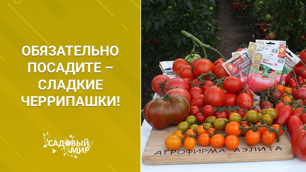 Обязательно посадите сладкие Черрипашки! Томаты черри, лучшие сорта