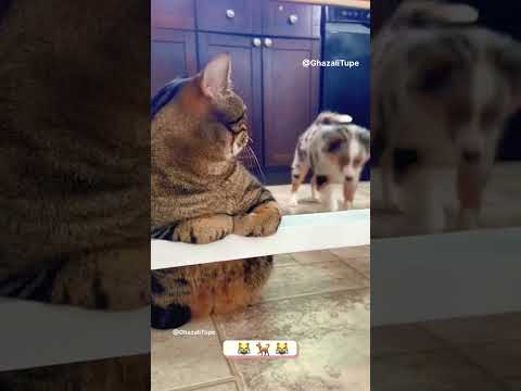 😳When Cats Outwit Dogs!” #pets #funny #animals