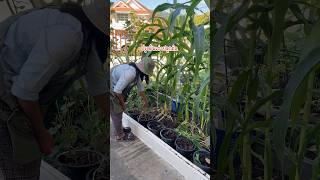 ปรุงดินเก่าใช้ปลูกถั่วลันเตากันต่อนะเพื่อนๆ😊#ผสมดินปลูกผัก #ปลูกถั่วลันเตา#ปลูกผัก#ลูกผักภูเก็ต