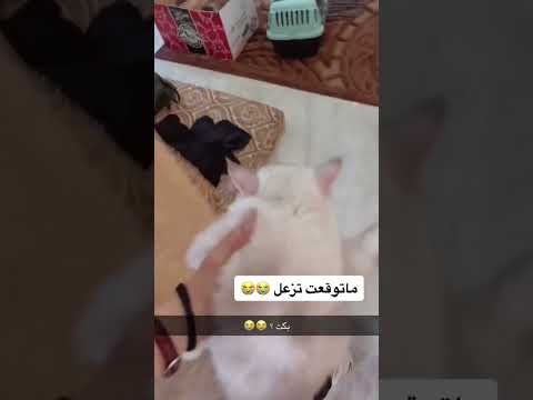 صوتها اخر شي يحزن🥹💔#اكسبلور #cat