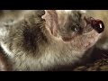 Vampire Bats: Nature's Unique Blood Feeders