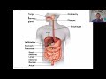 Digestive System Functions and Processes