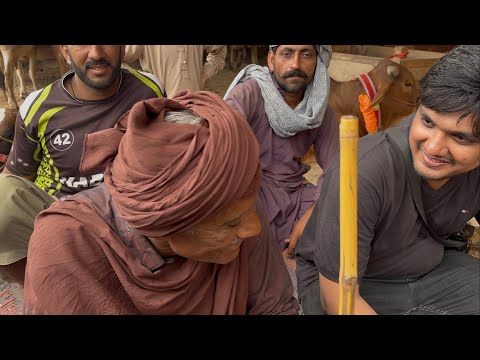 Airport gayMandi Latest price Gai Mandi Cow Mandi Faisalabad 2025 rates Sidhar Mandi Faisalabad june