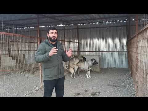 Karakırçıl panter üretimi nasıl olur 05545157708