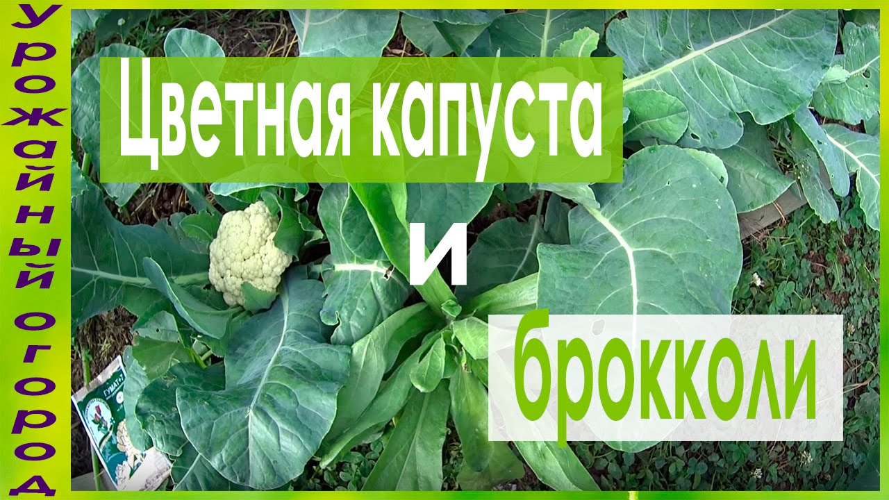 Цветная капуста секрет хорошего урожая