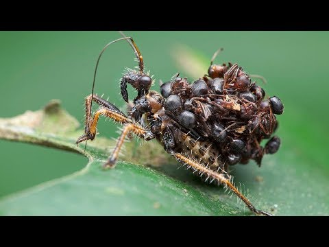 दुनिया के 5 सबसे खतरनाक कीड़े 5 Most Dangerous Insects in the world