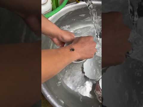 Bị Nhện Cắn Và Cái Kết :))#funny #giaitri #haihuoc #tonghoang #xuhuong #thinhhanh #fpy #shorts