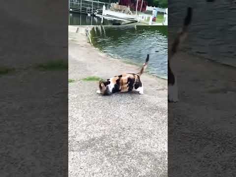 猫🐈vs魚🐟