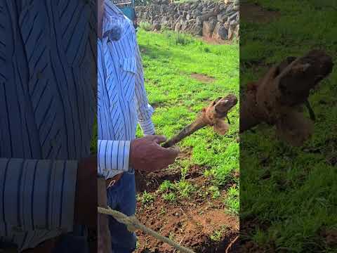 OTATE  o GARROCHA para  arrear LA YUNTA #exploracion #zacatecas #paisajes #ranchos #cosecha #campo