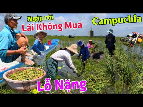 Căng quá: Lũ từ Campuchia tràn bờ ngập lúa NGUY CƠ MẤT TRẮNG - Lái mua nông dân giá rẻ