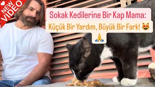 Sokak Kedilerine Bir Kap Mama: Küçük Bir Yardım, Büyük Bir Fark! 😻🙏