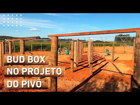 BUD BOX NO PROJETO PIVÔ