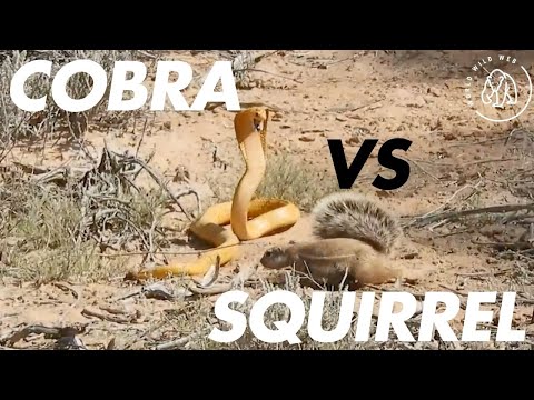 Brave Squirrel Mum Bites Cobra's Tail