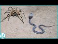 Spider Behavior and Ecology