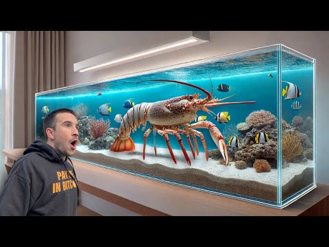 I Bought a Live Lobster to Raise as a Pet...