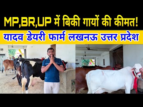 MP,BR,UP में बिकी गायों की कीमत दूध के साथ देखें/yadav dairy farm lucknow up/dairy farming up ||