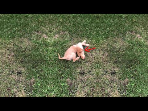 He struggles to stand and cries for help after being harmed and abandoned on the grass by his owner