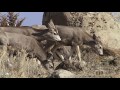 Predator-Prey Interactions in Ecosystems