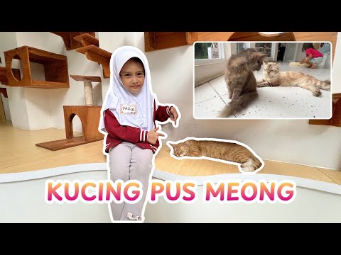 KUCING PUS MEONG - Lagu Anak Terbaik