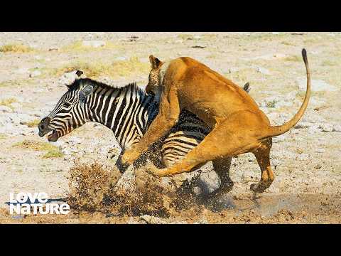 Are Zebras About To Be Extinct? | Kenya Wildlife Diaries 103