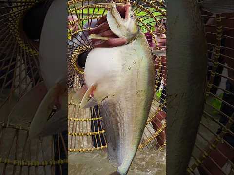 Asian Country Fishing #shorts | Amazing Rural Fishing Video 🐟 Best Asian Fishing Technique #shorts