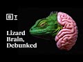 Brain Evolution and Function Concepts