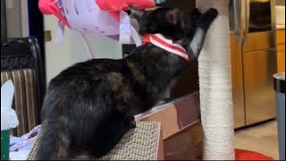#278 My New Kittens First Night Home🐱 #Kitten #firstnightwiththem #Cats #playtime #newpet #subscribe