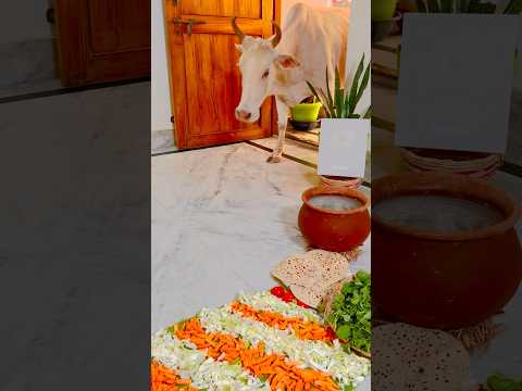 Gaumata Ji Bhojan Karti Hui 🙏🏻#gaumata #gauseva