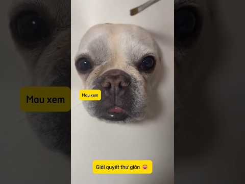 Đẹp như tranh vẽ là vậy hỏ 🐶? #thucung #chó #bulldog #chócon #petlover